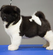 Akita dog 