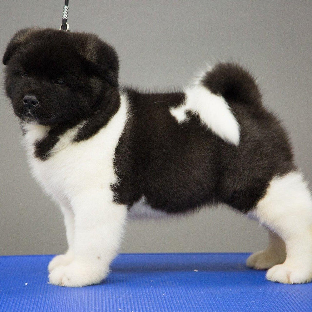 Akita dog 