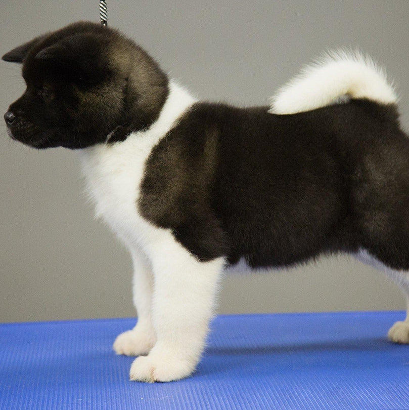 Akita puppy 