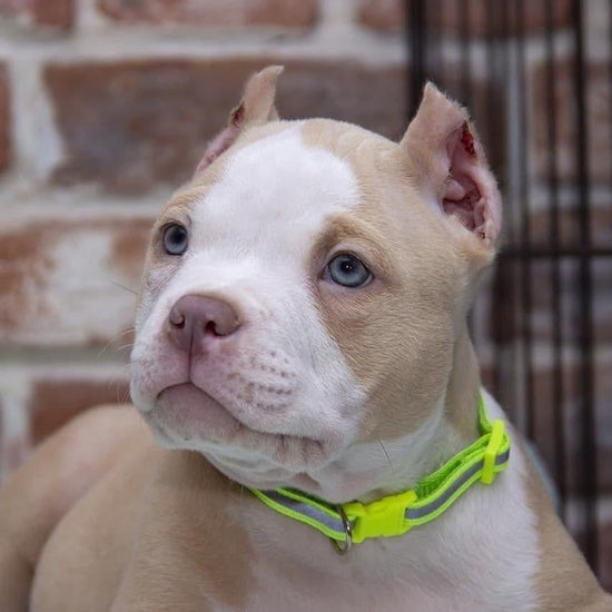 American Bully - Dav Pet Lovers