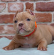 American Bully - Dav Pet Lovers