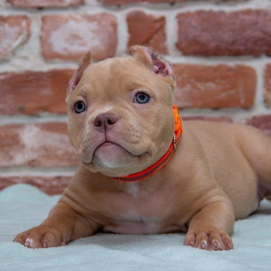 American Bully - Dav Pet Lovers