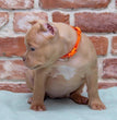 Brown American Bully 