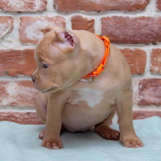 Brown American Bully 