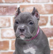 American Bully - Dav-pet-lovers