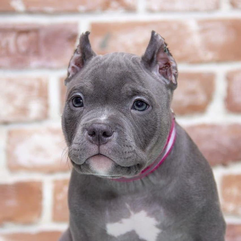 American Bully - Dav-pet-lovers