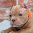 American Bully