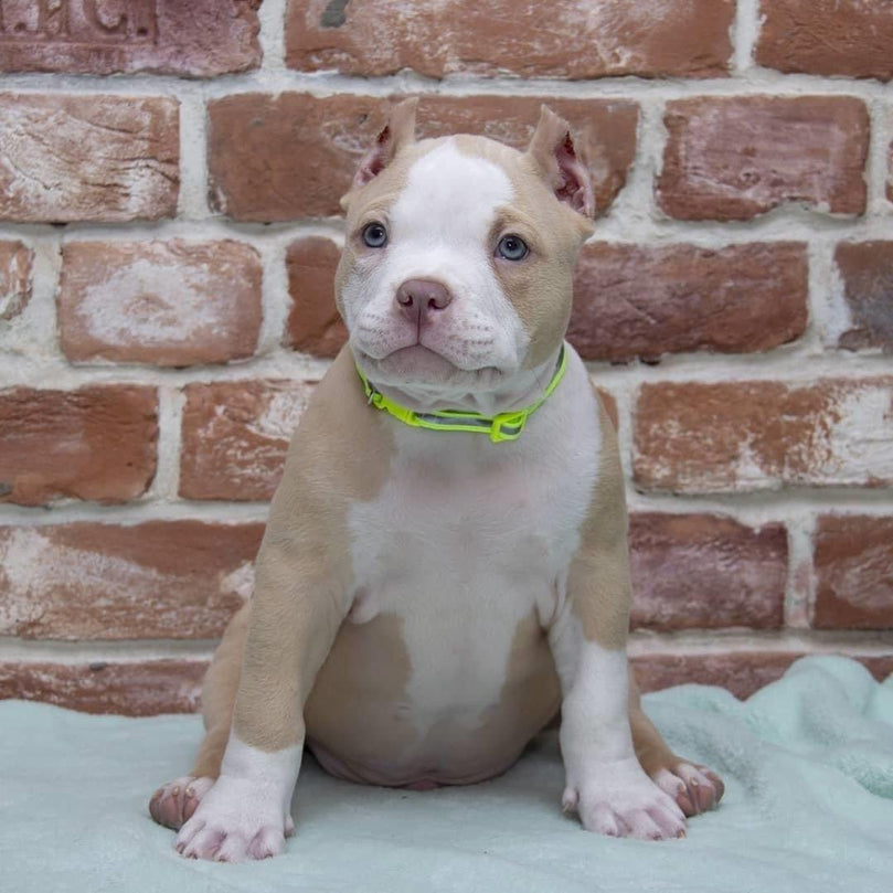 white American Bully 