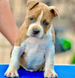 American Staffordshire Terrier - Dav Pet Lovers