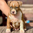 American Staffordshire Terrier - Dav Pet Lovers