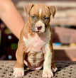 American Staffordshire Terrier - Dav Pet Lovers