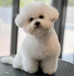 Bichon Frise - Dav Pet Lovers