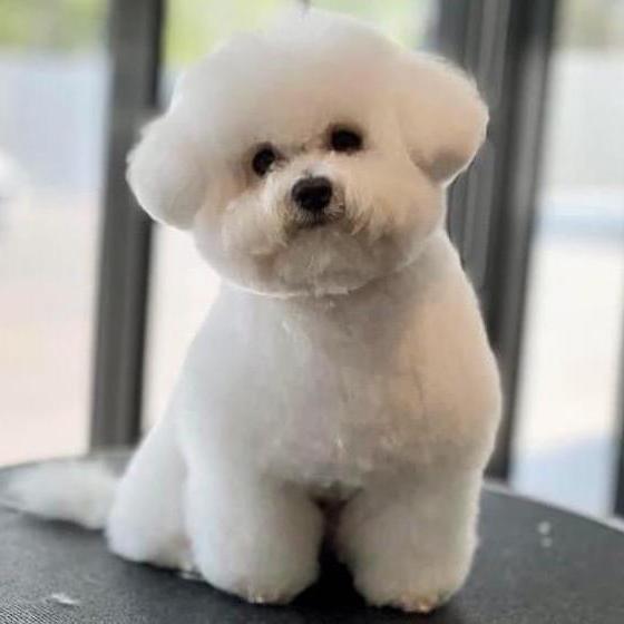 Bichon Frise - Dav Pet Lovers