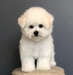 Bichon Frise - Dav Pet Lovers