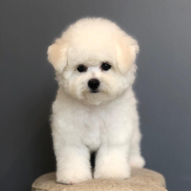 Bichon Frise - Dav Pet Lovers