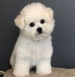 Bichon Frise - Dav Pet Lovers