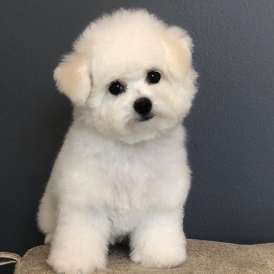 Bichon Frise - Dav Pet Lovers