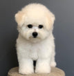 Bichon Frise - Dav Pet Lovers