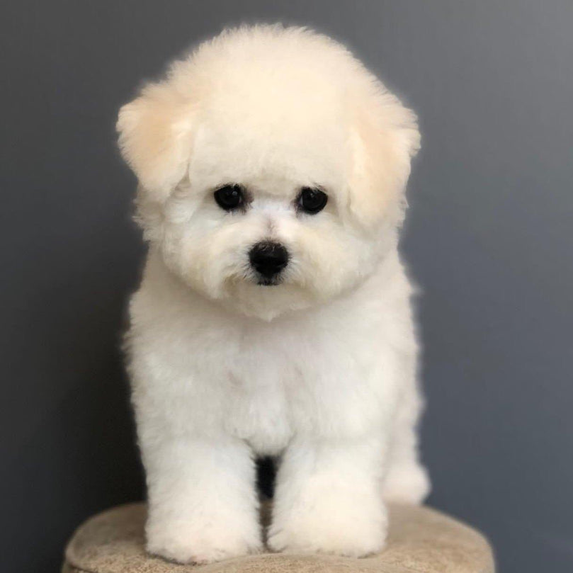 Bichon Frise - Dav Pet Lovers