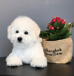 Bichon Frise - Dav Pet Lovers