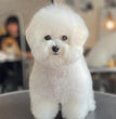 Bichon Frise - Dav Pet Lovers