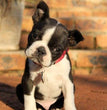 Boston Terrier - Dav Pet Lovers