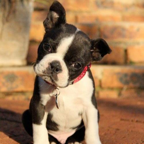 Boston Terrier - Dav Pet Lovers