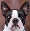 Boston Terrier - Dav Pet Lovers