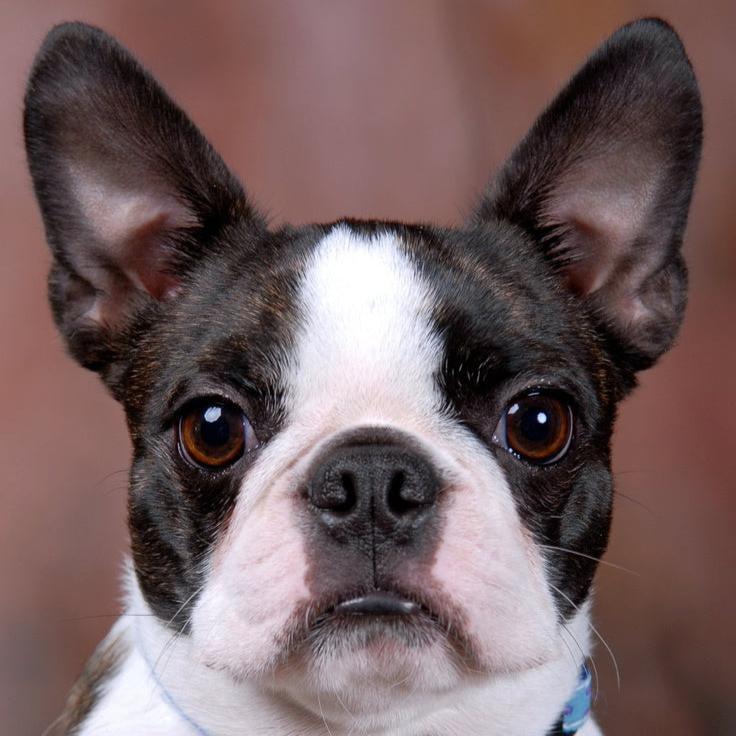 Boston Terrier - Dav Pet Lovers