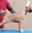 Boxer - Dav Pet Lovers