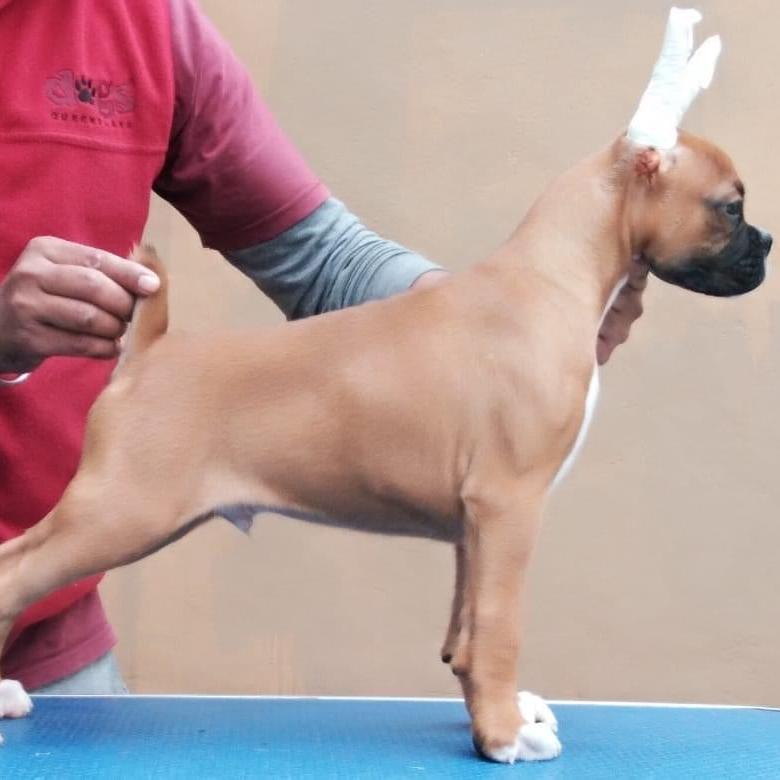 Boxer - Dav Pet Lovers