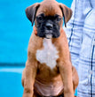 Boxer - Dav Pet Lovers