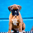 Boxer puppy  - Dav Pet Lovers