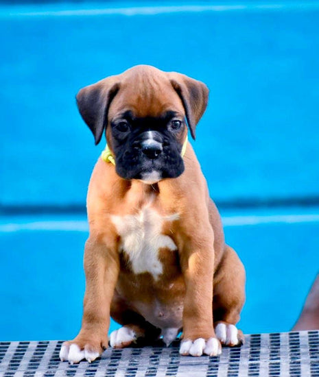 Boxer puppy  - Dav Pet Lovers