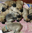 Bull mastiff - Dav Pet Lovers