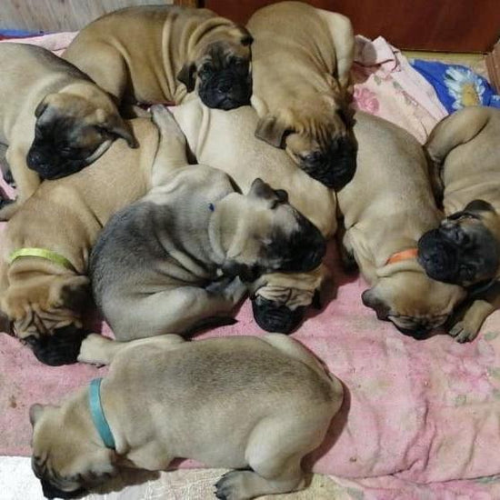 Bull mastiff - Dav Pet Lovers