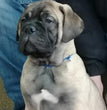 Bull mastiff - Dav Pet Lovers