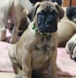 Bull mastiff - Dav Pet Lovers