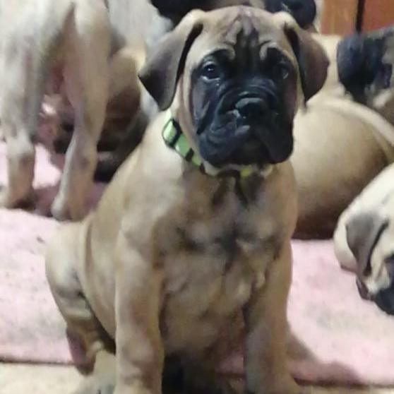 Bull mastiff - Dav Pet Lovers