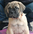 Bull mastiff - Dav Pet Lovers