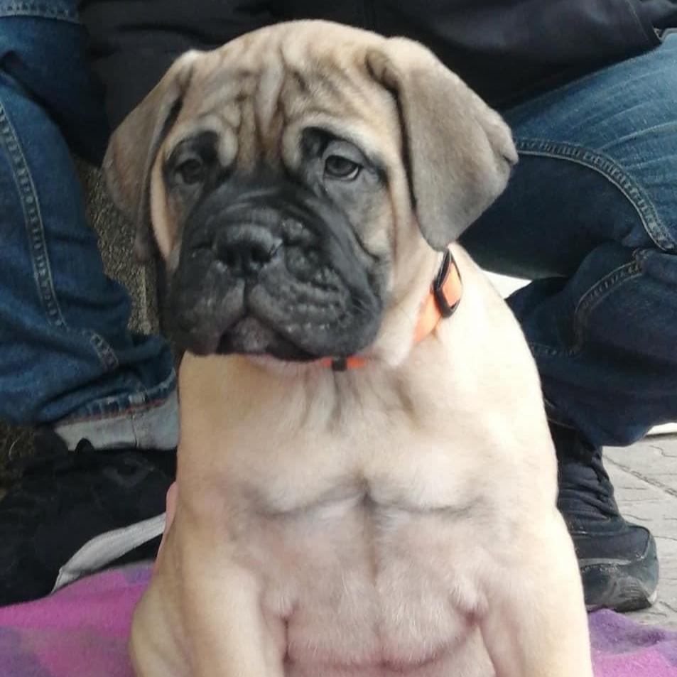 Bull mastiff - Dav Pet Lovers