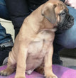 Bull mastiff - Dav Pet Lovers