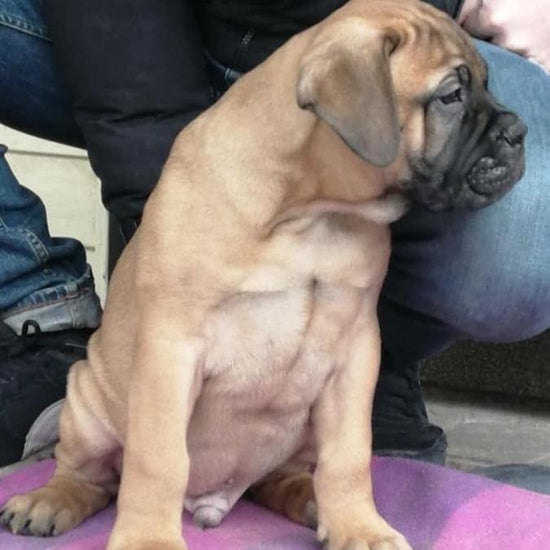 Bull mastiff - Dav Pet Lovers