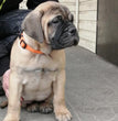 Bull mastiff - Dav Pet Lovers