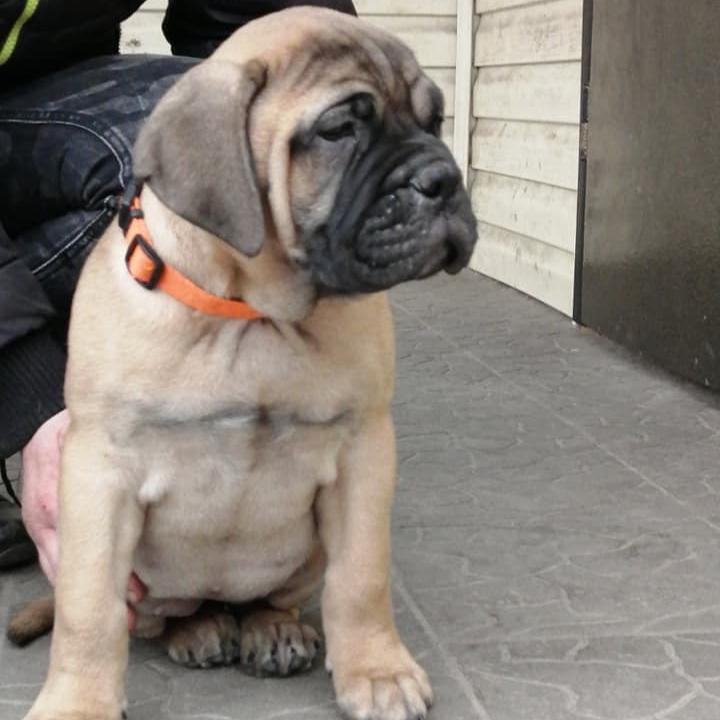 Bull mastiff - Dav Pet Lovers