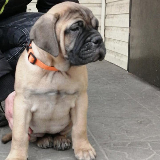 Bull mastiff - Dav Pet Lovers