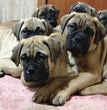 Bull mastiff - Dav Pet Lovers