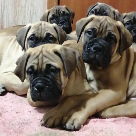 Bull mastiff - Dav Pet Lovers