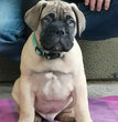 Bull mastiff - Dav Pet Lovers