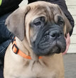 Bull mastiff - Dav Pet Lovers